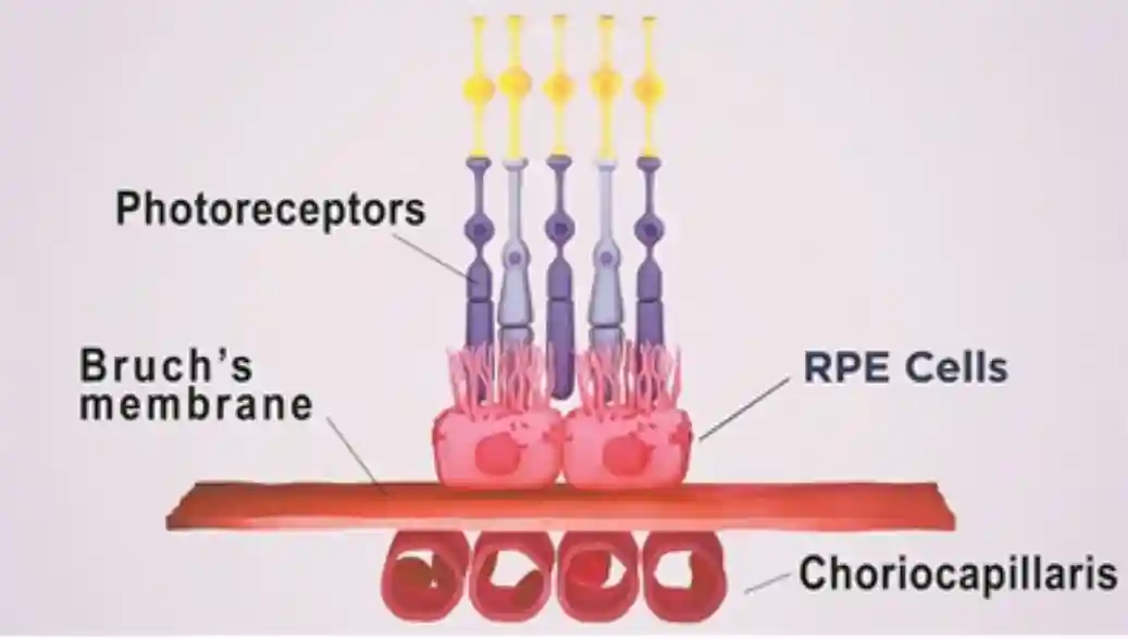 干细胞结合3D生物打印造出眼部组织