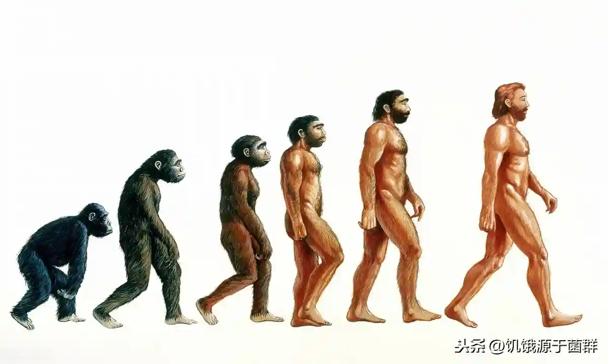 人类进化的关键推手——线粒体